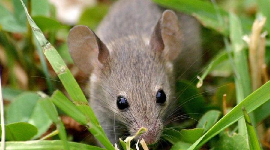 Шум при движении мышкой. Отпугивающие крыс и мышей звуки